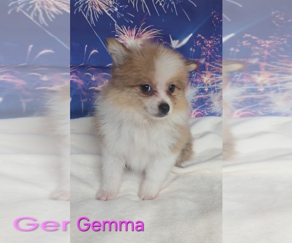 Medium Photo #2 Pomeranian Puppy For Sale in AZLE, TX, USA