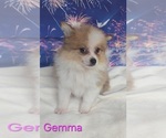 Small #1 Pomeranian