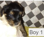Puppy Boy 1 Yorkshire Terrier