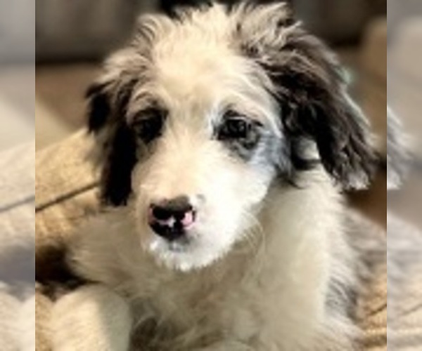 Medium Photo #1 Aussiedoodle Puppy For Sale in NOBLESVILLE, IN, USA