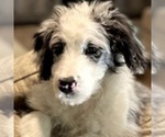 Small Photo #1 Aussiedoodle Puppy For Sale in NOBLESVILLE, IN, USA