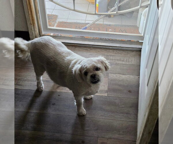 Medium Photo #4 Lhasa Apso Puppy For Sale in Las Vegas, NV, USA