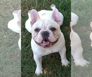 Mother of the French Bulldog puppies born on 04/30/2019