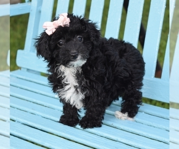 Medium Photo #3 Poodle (Toy)-Yorkshire Terrier Mix Puppy For Sale in BARNESVILLE, KS, USA