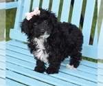 Small Photo #3 Poodle (Toy)-Yorkshire Terrier Mix Puppy For Sale in BARNESVILLE, KS, USA