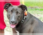 Small #3 Labrador Retriever Mix