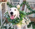 Small #3 Great Pyrenees