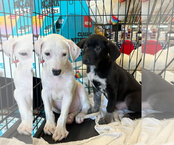 Medium Photo #6 Labrador Retriever-Unknown Mix Puppy For Sale in Munford, TN, USA