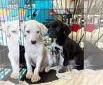 Small #5 Labrador Retriever Mix