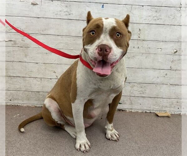 Medium Photo #1 American Pit Bull Terrier Puppy For Sale in San Bernardino, CA, USA