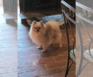 Pomeranian Puppy for sale in MARLTON, NJ, USA