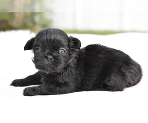 Shih Tzu Puppy for sale in PALM COAST, FL, USA