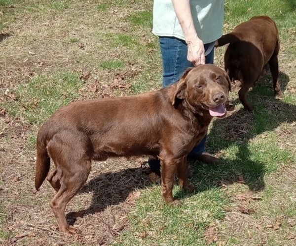 Medium Photo #20 Labrador Retriever Puppy For Sale in ORANGE, MA, USA