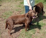 Small #19 Labrador Retriever