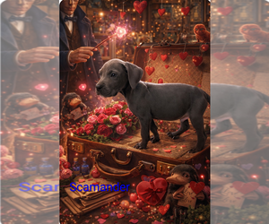 Great Dane Puppy for sale in ENGLISH, IN, USA