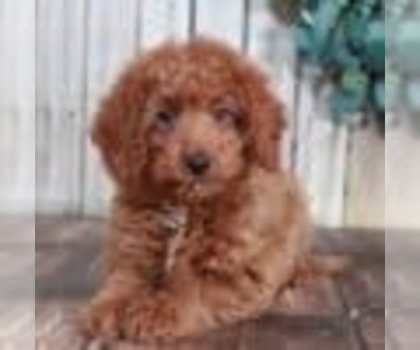 Medium Photo #1 Goldendoodle (Miniature) Puppy For Sale in MOUNT VERNON, OH, USA