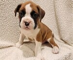 Small Photo #5 Boxer Puppy For Sale in JOLIET, IL, USA
