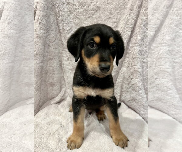 Medium Photo #2 Golden Retriever Puppy For Sale in Menifee, CA, USA