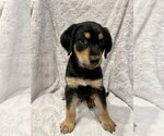 Small #1 Golden Retriever