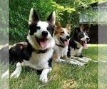 Small Photo #1 Border Collie-Moscow Watchdog Mix Puppy For Sale in COLUMBIA, TN, USA