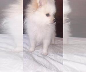 Pomeranian Puppy for sale in ALEXANDRIA, VA, USA