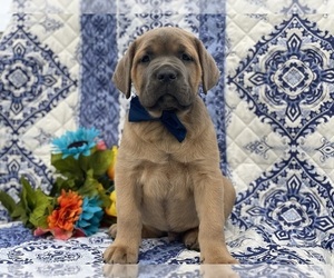 Cane Corso Puppy for sale in LANCASTER, PA, USA