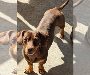 Chiweenie Dogs for adoption in Modesto, CA, USA