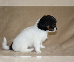 Small #2 Chihuahua