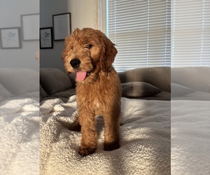 Goldendoodle Puppy for sale in ASHLAND CITY, TN, USA