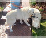 Small #40 Great Pyrenees Mix