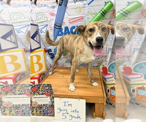 Catahoula Leopard Dog-Unknown Mix Dogs for adoption in Bryant, AR, USA