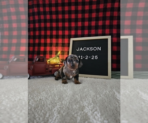 Medium Photo #1 Dachshund Puppy For Sale in NAPPANEE, IN, USA