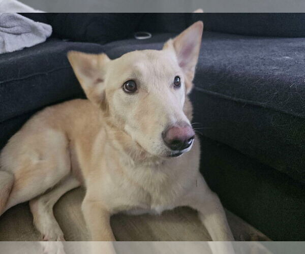 Medium Photo #4 Golden Retriever-Huskies  Mix Puppy For Sale in Salt Lake City, UT, USA