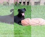 Small #4 Greyhound-Labrador Retriever Mix