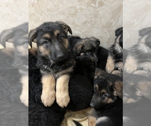 German Shepherd Dog Puppy for sale in SPOKANE VALLEY, WA, USA