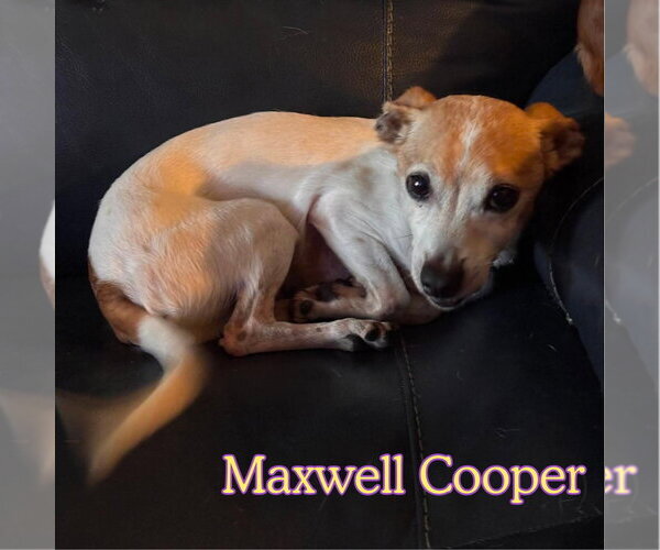 Medium Photo #4 Chiweenie Puppy For Sale in San Antonio, TX, USA