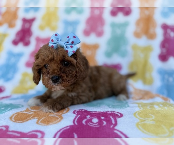 Medium Photo #3 Cavapoo (Miniature) Puppy For Sale in LAKELAND, FL, USA