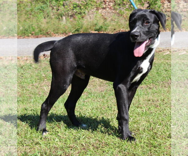 Medium Photo #3 Labrador Retriever-Unknown Mix Puppy For Sale in Prattville, AL, USA