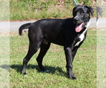 Small Photo #3 Labrador Retriever-Unknown Mix Puppy For Sale in Prattville, AL, USA