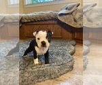 Small #3 Boston Terrier