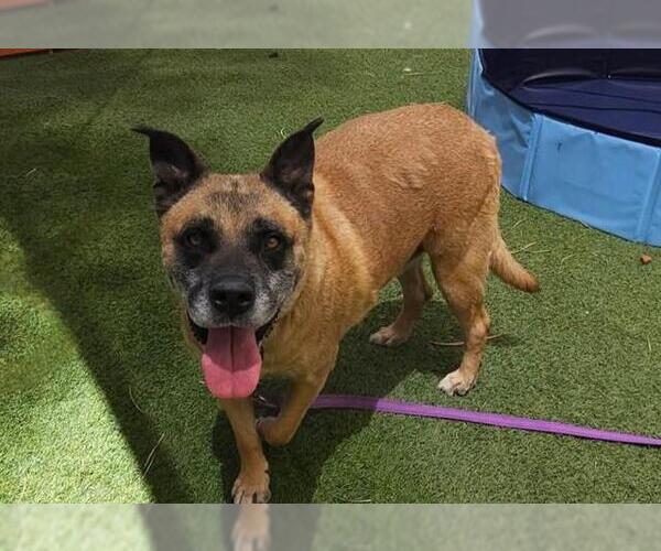 Medium Photo #3 German Shepherd Dog-Unknown Mix Puppy For Sale in Las Vegas, NV, USA