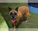 Small #2 German Shepherd Dog Mix