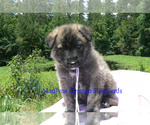 Small #1 German Shepherd Dog