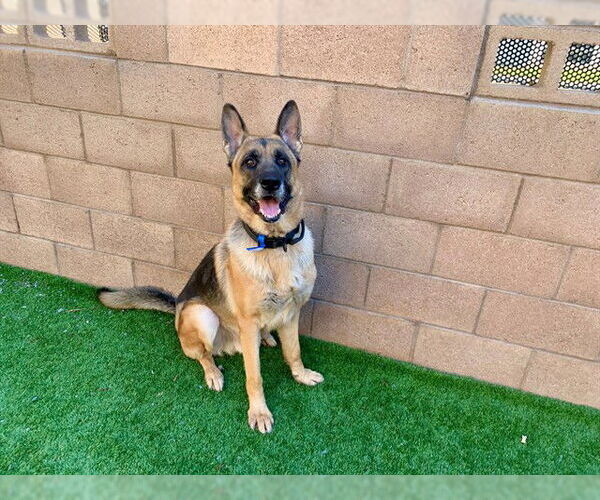 Medium Photo #2 German Shepherd Dog Puppy For Sale in Moreno Valley, CA, USA