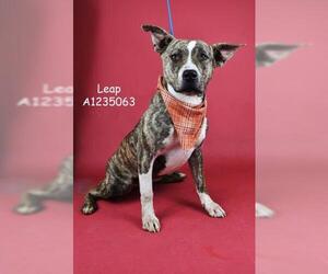 American Pit Bull Terrier Dogs for adoption in Bakersfield, CA, USA