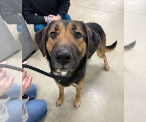 German Shepherd Dog-Unknown Mix Dogs for adoption in Pierceton , IN, USA