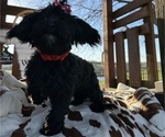 Small Photo #8 Maltipoo Puppy For Sale in LANCASTER, MO, USA