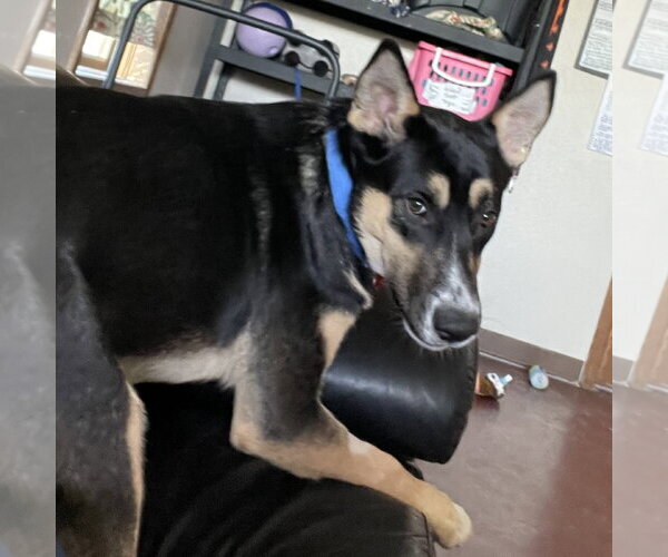 Medium Photo #3 Siberian Husky-Unknown Mix Puppy For Sale in Fargo, ND, USA