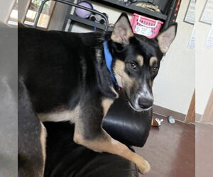 Poo Fighter - Male Siberian Husky-Unknown Mix Dog for Adoption - Photo #3