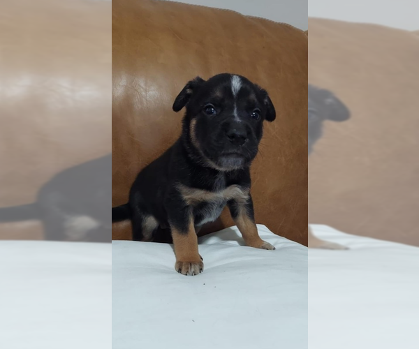Medium Photo #16 Mutt Puppy For Sale in OKLAHOMA CITY, OK, USA